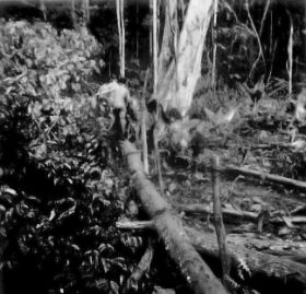 Ja, zo moets dat toen. Verweg in de bush de 'beerkak '. carol/koos.jpg