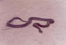 Antoon,Biak Groene python 1962-1.jpg